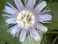 Pashion Flower.jpg