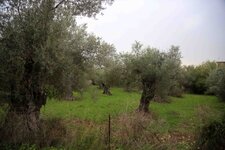 Olive Trees 1.jpg
