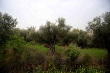 Olive Trees 2.jpg