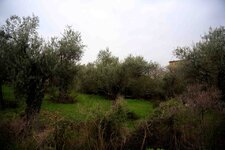 Olive Trees 3.jpg