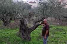 B Olive Trees and Me.jpg