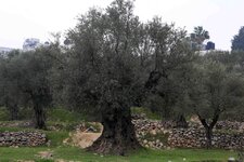 B Olive Trees3.jpg