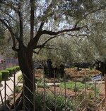 Garden of Gethsemane.jpg