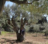 Garden of Gethsemane1.jpg