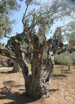 Garden of Gethsemane2.jpg