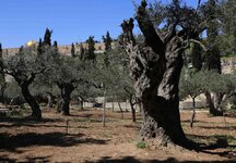 Garden of Gethsemane3.jpg