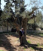 Garden of Gethsemane4.jpg