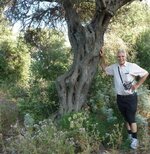 Olive Tree Milazzo Sicily (Large).jpg