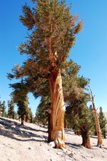 Pinus_balfouriana_oldtree2.jpg