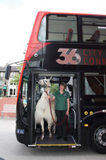 Harry-getting-off-the-bus-280x420.jpg