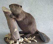 beaver 4.jpg
