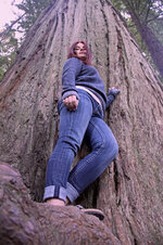 redwoods2.jpg