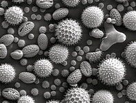 250px-Misc_pollen.jpg