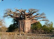 photo 2 arbre Baobab.JPG