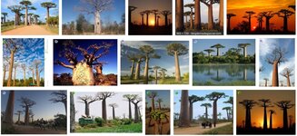 photo arbre Baobab.jpg