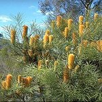 banksia-spinulosa.jpg