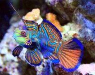 MandarinFish,SynchiropusSplendidus.jpg