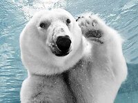 polar-bear-waving-345ds113009.jpg