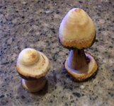 Mushrooms 1.jpg