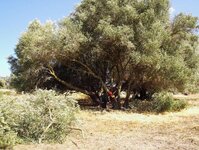 Olive trees from Russel 009.jpg
