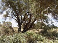 Olive trees from Russel 033.jpg