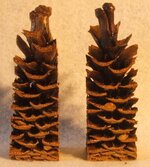pine cone 003.jpg
