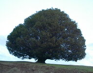 myrtle_tree.jpg