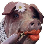 Lipstick-on-a-Pig.jpg