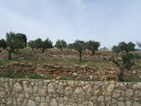 6495 Olives Trees - On the way to Bethlehem.JPG