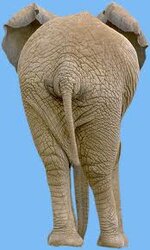 Elephant Rear.jpg