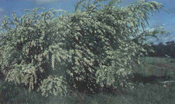 tree-lucerne--mature-full-flower.jpg