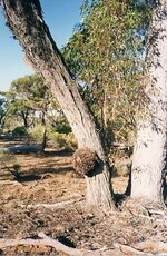 Aussie Redwood Burl.JPG