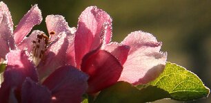 Apple blossum.jpg
