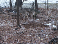 2014-03-20 - Deer in Back Yard 4633 (web).jpg