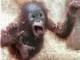 Sawdust_Monkey's Avatar