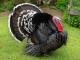 Wild Turkey's Avatar