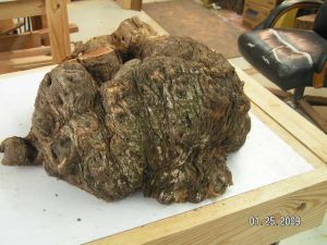 1_Burl_two.jpg