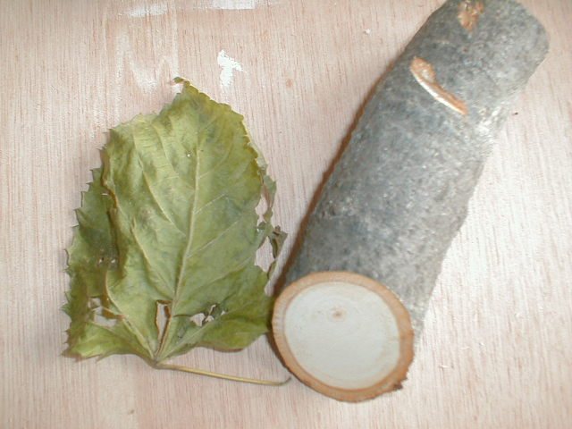 20041117192938_PB170015.jpg