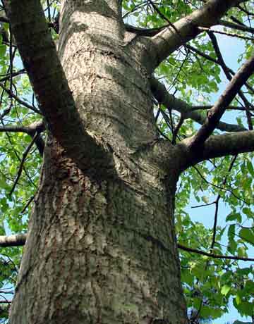 2004111855353_poplar08.jpg