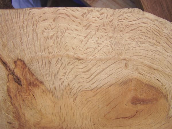 20051110208_ironbark%20burl.jpg