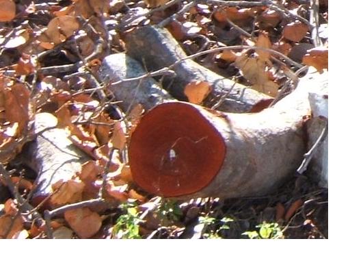 2005111717213_seagrape.jpg
