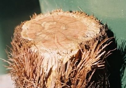 2005121524738_Hairy%20oak%20wood.jpg