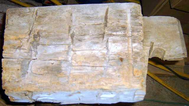 200512541628_100yr_oak.jpg