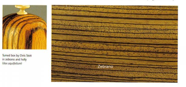 2005314202133_zebrano.jpg