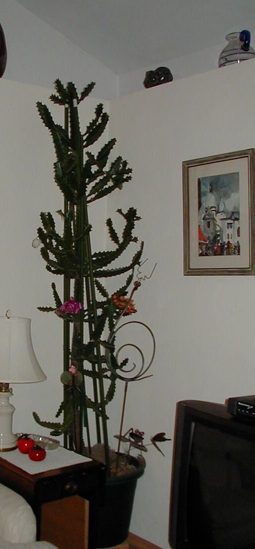 200541824811_P4170071.jpg