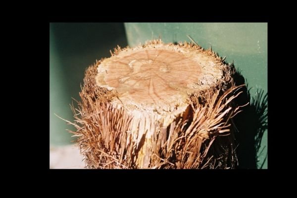 200542131529_Hairy%20oak%20wood.jpg