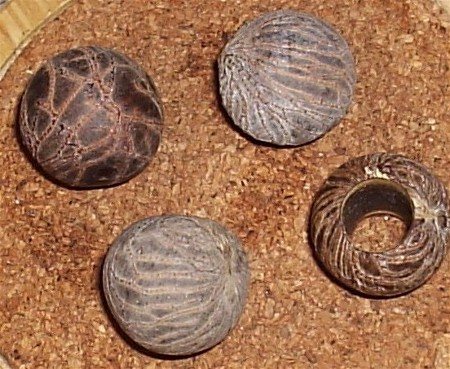 20055261535_Tagua%20Nuts.jpg