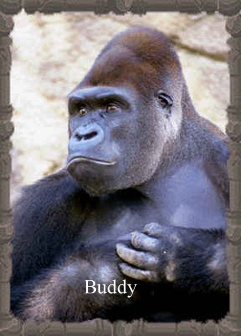 20056265571_Buddy_GorillaSnot.jpg