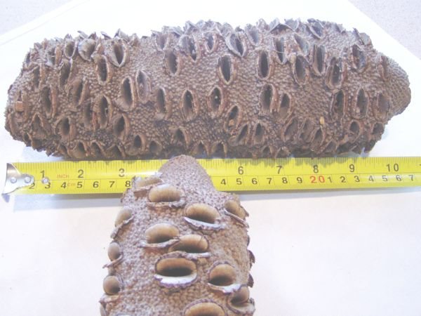 2005913224948_Banksia%20pod2.jpg