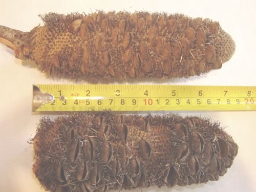 2005913590_banksia%20pod.jpg